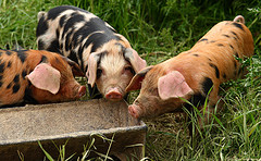 pigs_at_trough_james_dennett